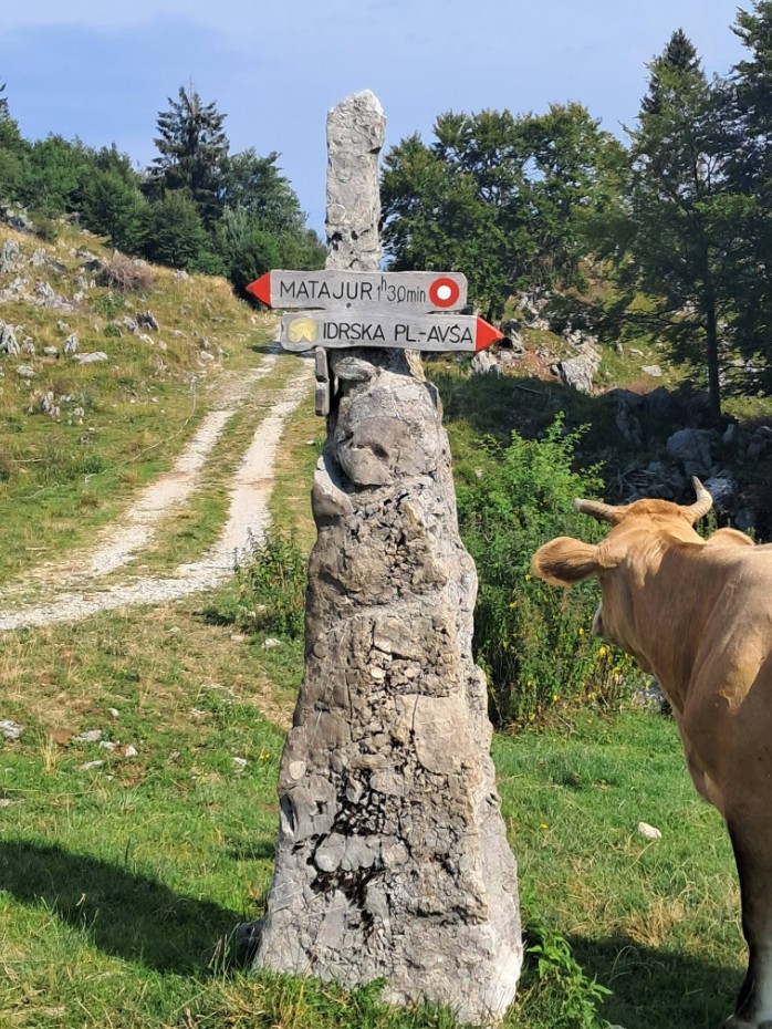 Krave. (FOTO: Facebook Sašo Maček PD Zabukovica in Valerija Turnšek PD Polzela)