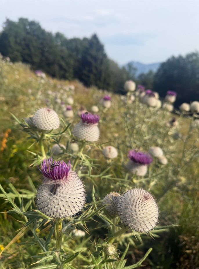 Rooža osat. (FOTO PD Šempeter - Lorena Puhek)